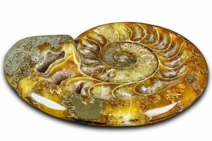 Polished Fossil Ammonite Dish - Madagascar #361374